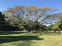 03 We enjoyed walking thru the gardens seeing the large expansive trees in Royal Botanical Hope Gardens Kingston Jamaica